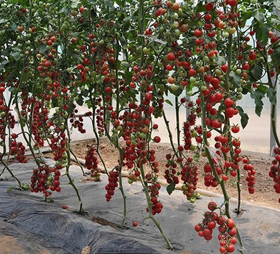 С������T2-��TY���ѷN��-ɣ�r(n��ng)�N�I(y��)