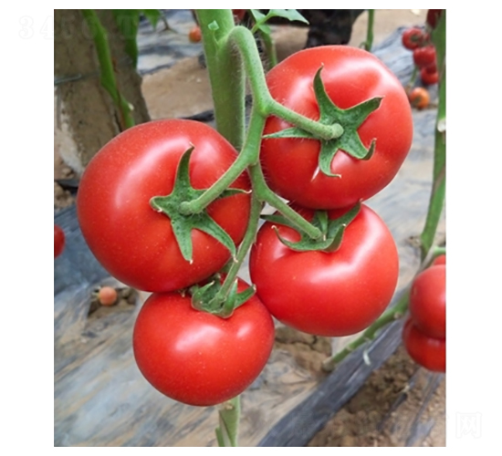 �t��-���ѷN��-�߿ƷN�I(y��)