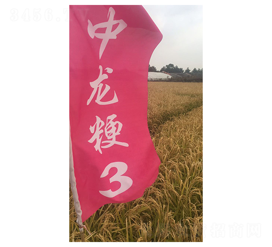 ������3̖(h��o)-С���N��-���S�N�I(y��)