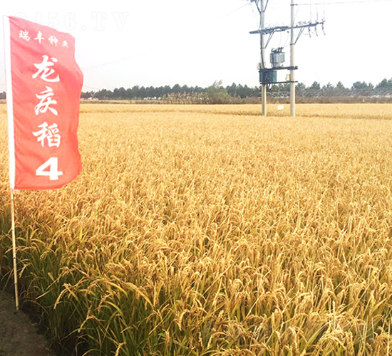 ���c��4̖-С���N��-���S�N�I(y��)