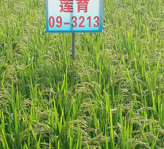 ɏ��09-3213-ˮ���N��-ɏ�R�r(n��ng)�I(y��)