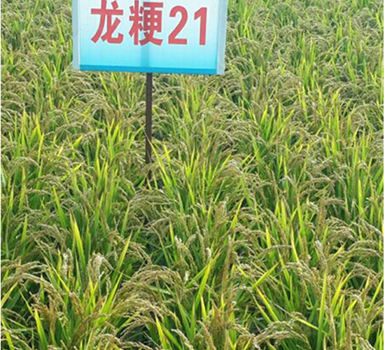 ����21-ˮ���N��-ɏ�R�r(n��ng)�I(y��)