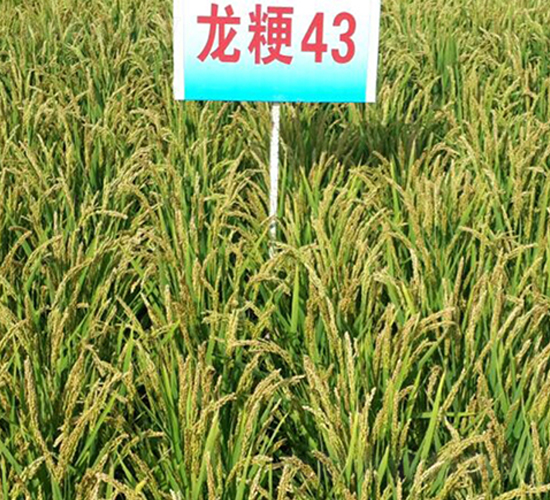 ����43-ˮ���N��-ɏ�R�r(n��ng)�I(y��)