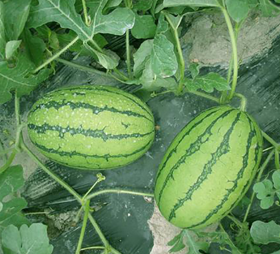 �t����С������-���ϷN��-���\�N��