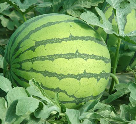 ���ɽ����-���ϷN��-���\�N��