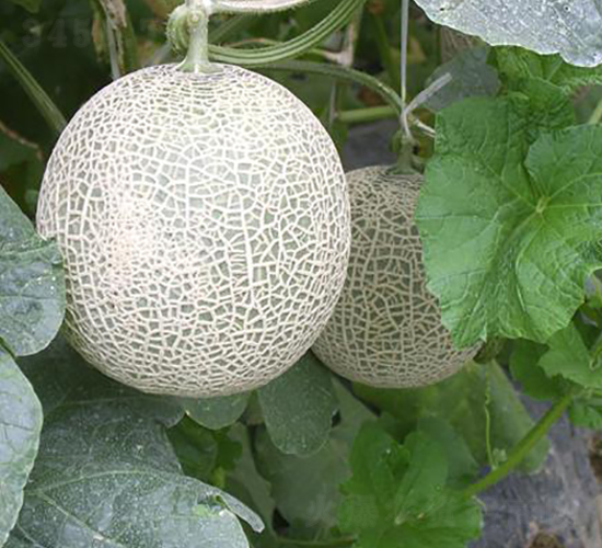 �����˾W�y���-��ϷN��-���\�N��