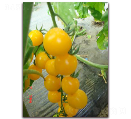 �S��С����-���ѷN��-���\(ch��ng)�N��