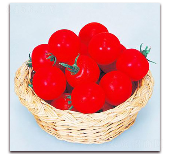 �t��С����-���ѷN��-���\(ch��ng)�N��