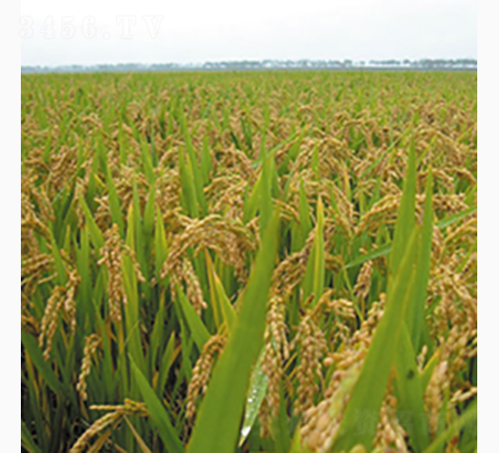 ��ճ��-�Rɽ�N�I(y��)