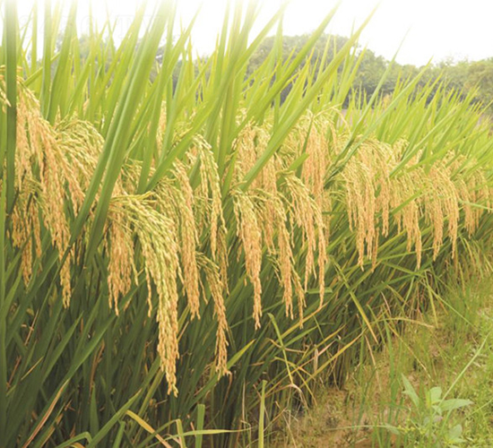 Ұ�マ(y��u)�z��-�G���N�I(y��)