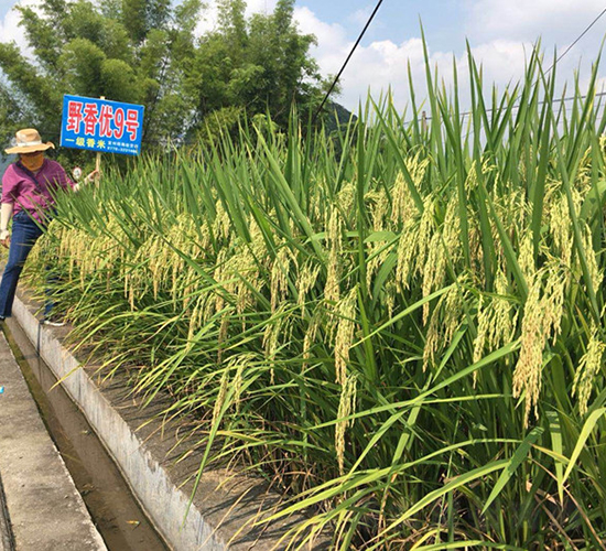 Ұ�マ(y��u)9̖(h��o)-�G���N�I(y��)