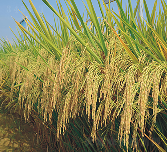 Ұ�マ(y��u)2̖(h��o)-�G���N�I(y��)