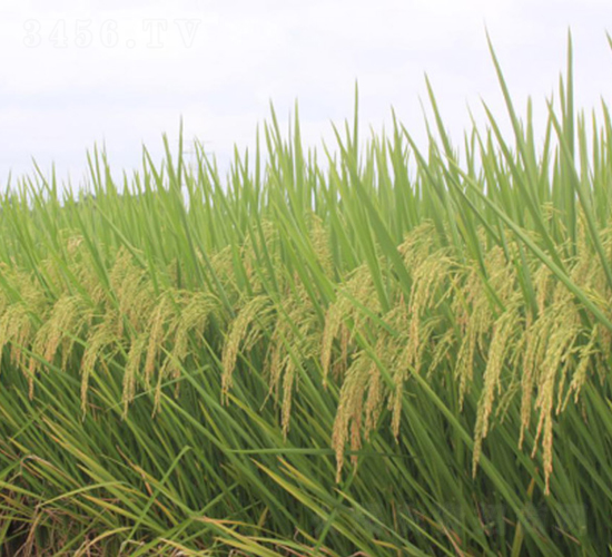 Ұ�マ(y��u)700-�G���N�I(y��)