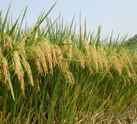 ���マ(y��u)���z-�G���N�I(y��)