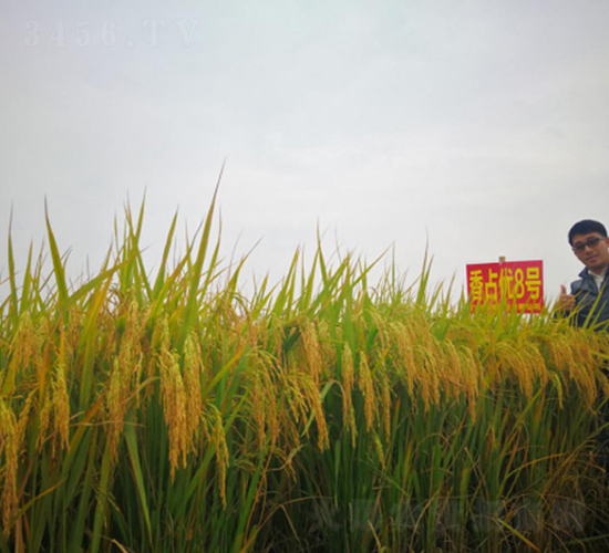 ��ռ��(y��u)8̖(h��o)-�G���N�I(y��)