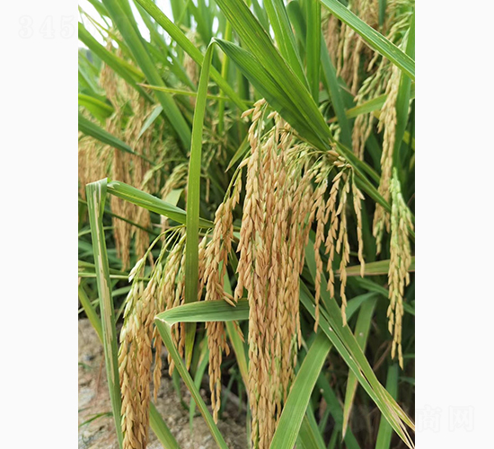 �߷僞(y��u)1̖(h��o)-�G���N�I(y��)