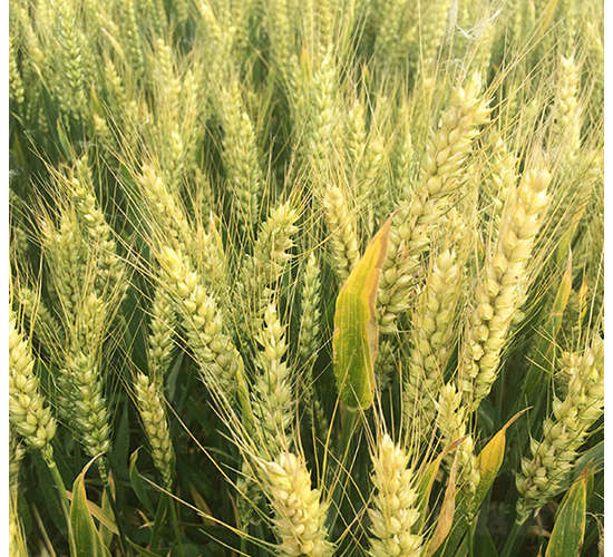 ����50-�A��N�I(y��)