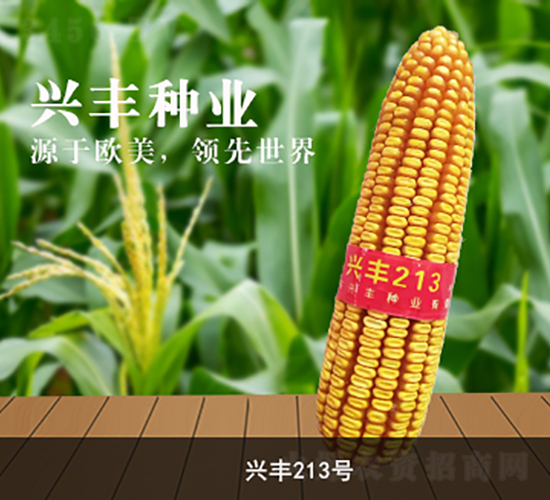 �d�S213̖-���׷N��-�d�S�N�I(y��)