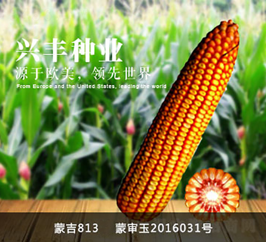 �ɼ�813-���׷N��-�d�S�N�I(y��)