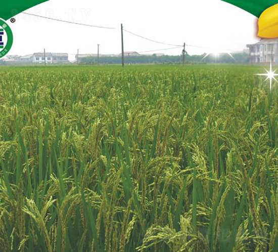 ��Ƀ�(y��u)02-�s���絾-���A�N�I(y��)