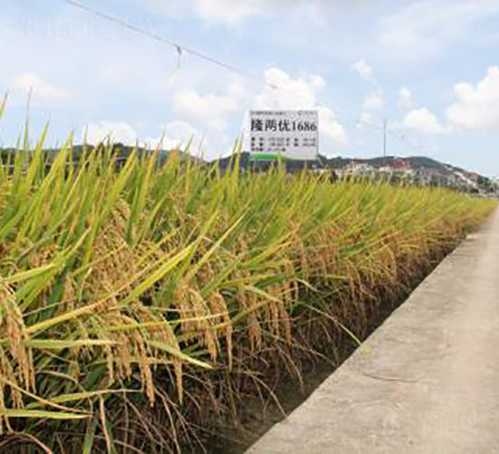 ¡�Ƀ�(y��u)1686-�s���е�-���A�N�I(y��)