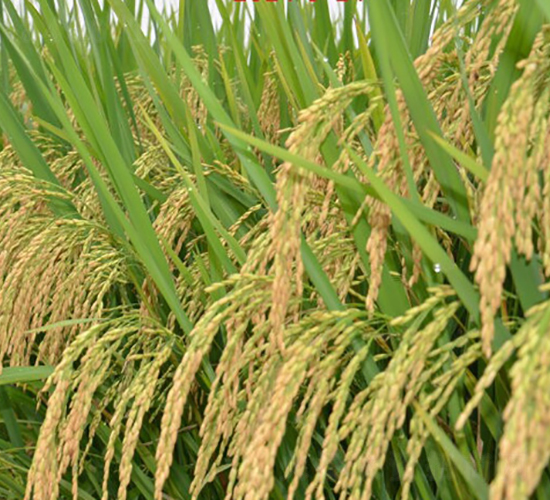 �(y��u)5105-�s������-���A�N�I(y��)