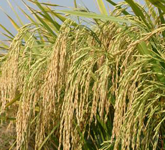 �A�Ƀ�(y��u)164-�s������-���A�N�I(y��)