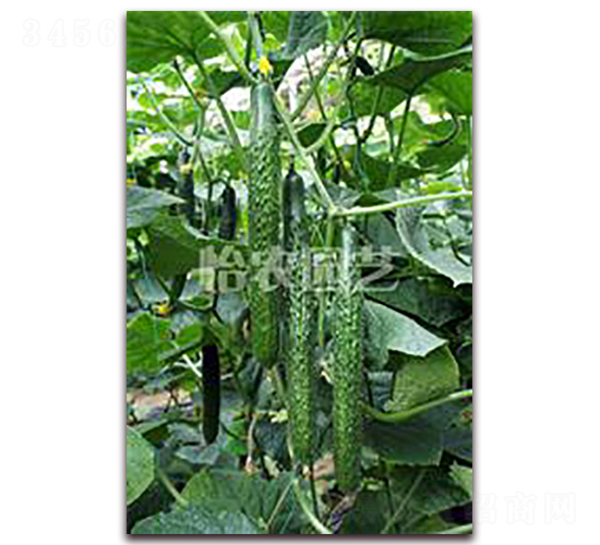 ����-�S�ϷN��-���r(n��ng)�@ˇ