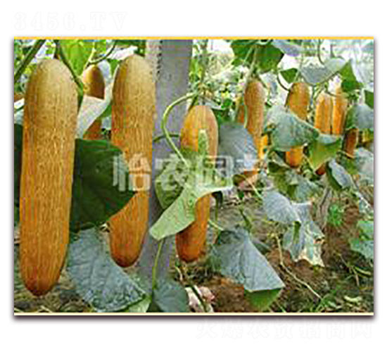 �ʹ�-�S�ϷN��-���r(n��ng)�@ˇ