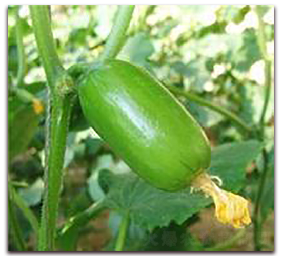 ��ͯ-�S�ϷN��-���r(n��ng)�@ˇ