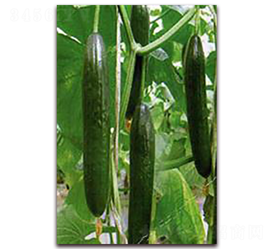 ����-�S�ϷN��-���r�@ˇ