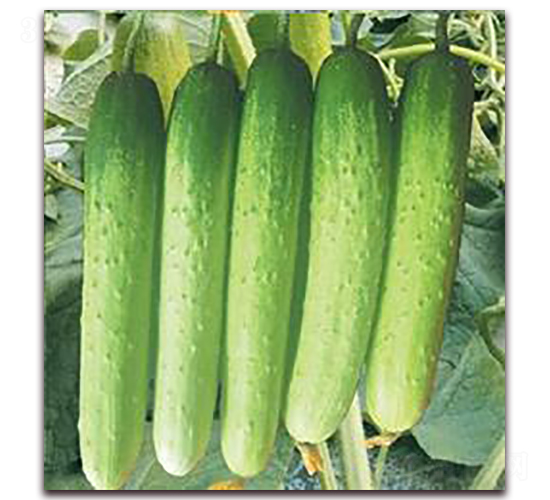 ���S��-�S�ϷN��-���r(n��ng)�@ˇ