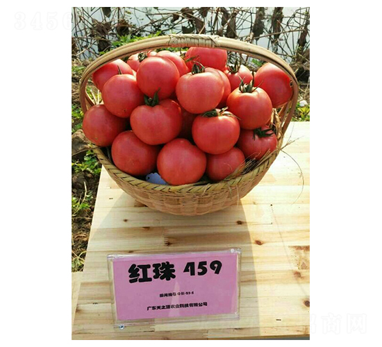 �t��459-���ѷN��-��֮Դ