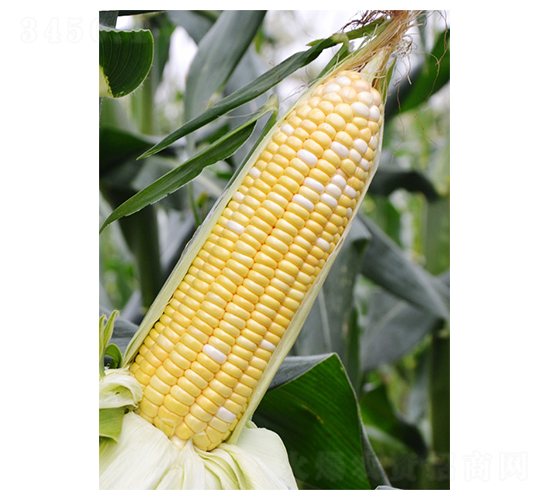 ������218-���׷N��-��֮Դ