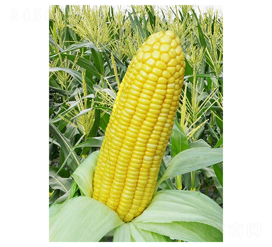 ����-���׷N��-��֮Դ