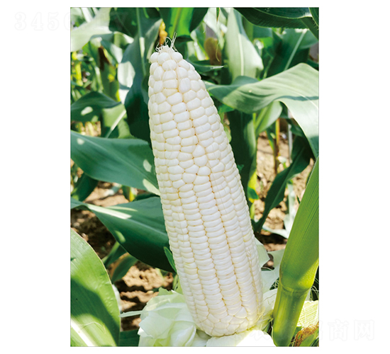 ����Ŵ1̖(h��o)-���׷N��-��֮Դ