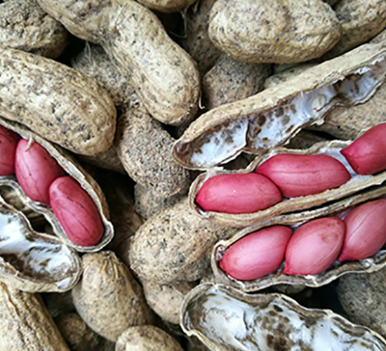 ���׼t-�����N��-�w���r(n��ng)�I(y��)