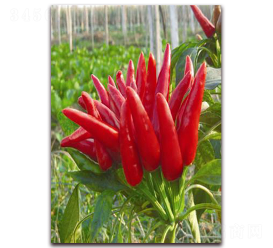 ���콷�N��-ʒ�\