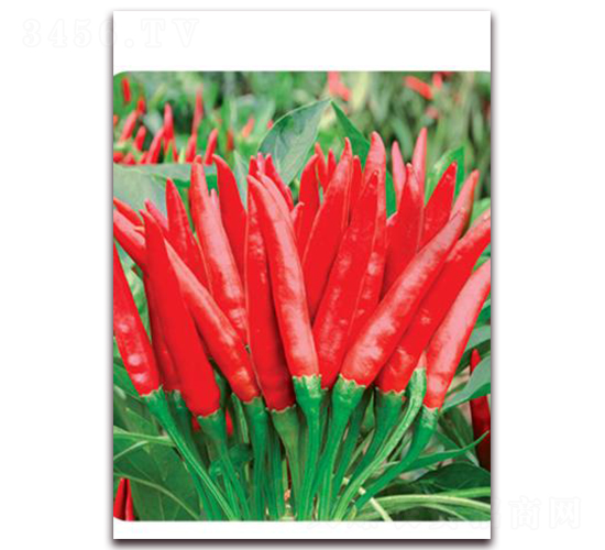 �n��(gu��)��t-���콷�N��-ʒ�\(ch��ng)