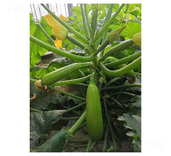 ���-�����J�N��-��V�r(n��ng)�I(y��)