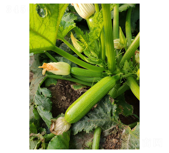 �G��һ̖(h��o)-�����J�N��-��V�r(n��ng)�I(y��)