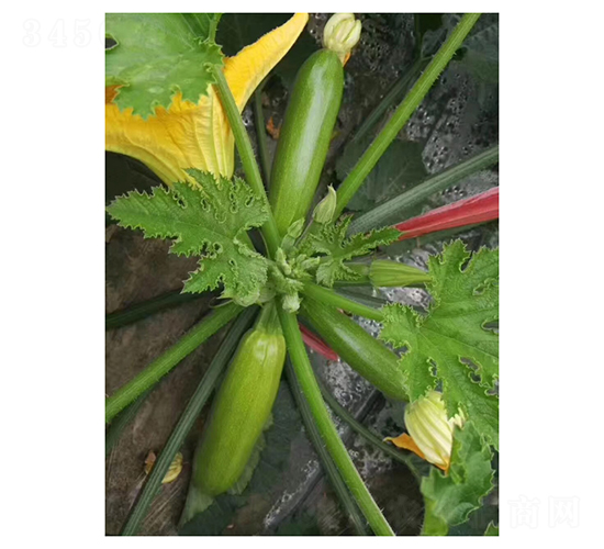 ���S-�����J�N��-��V�r(n��ng)�I(y��)