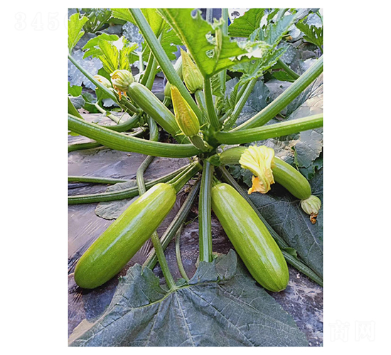 ��ӯ-�����J�N��-��V�r�I(y��)