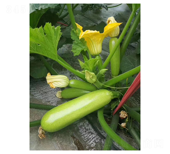 ����206-�����J�N��-��V�r(n��ng)�I(y��)