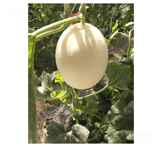 ���۴���-��ϷN��-��V�r(n��ng)�I(y��)