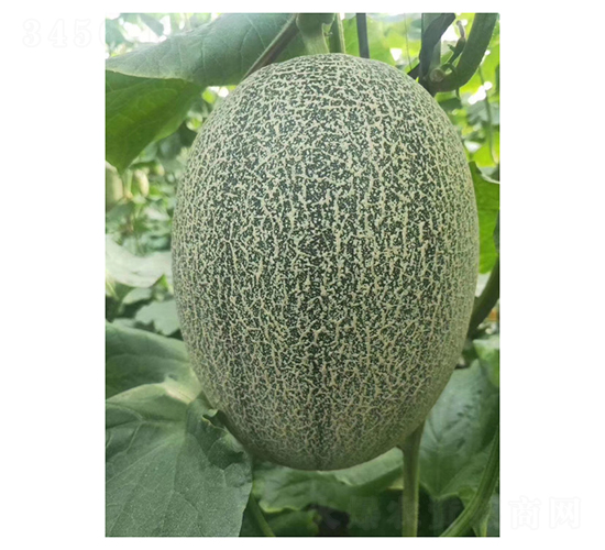 ���m�ܴ��25-��ϷN��-��V�r�I(y��)