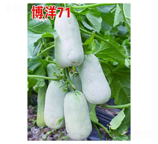 ����71-��ϷN��-��V�r(n��ng)�I(y��)