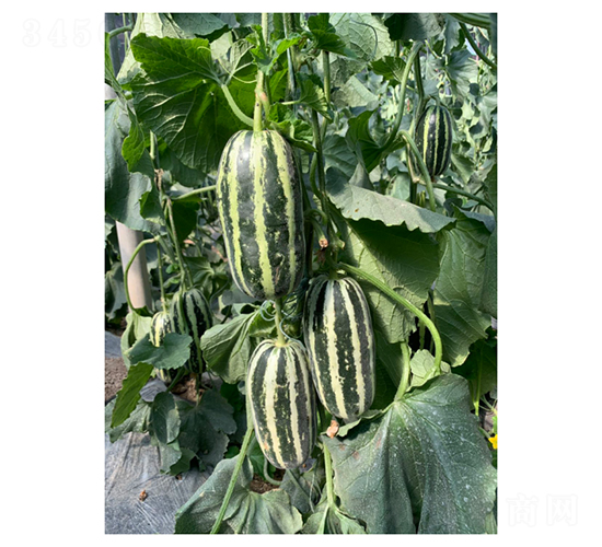 ����9-��ϷN��-��V�r(n��ng)�I(y��)