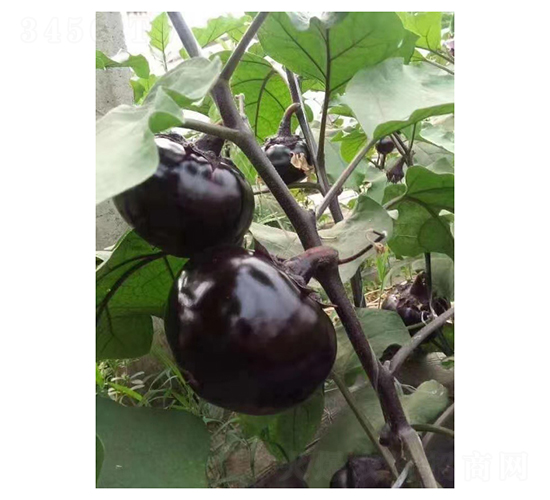 �ڌ��A��-���ӷN��-��V�r(n��ng)�I(y��)