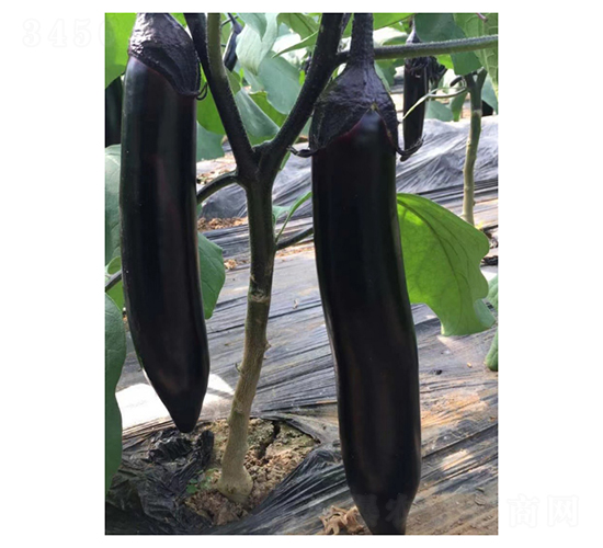 �����L��-���ӷN��-��V�r�I(y��)